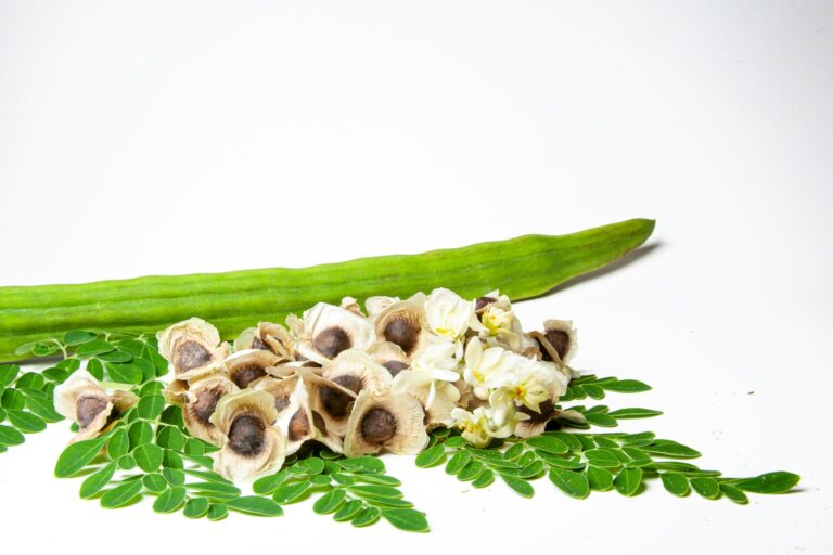 Paysage naturel capturé par Adrian Dale, évoquant le bien-être et la nature avec des feuilles de moringa.