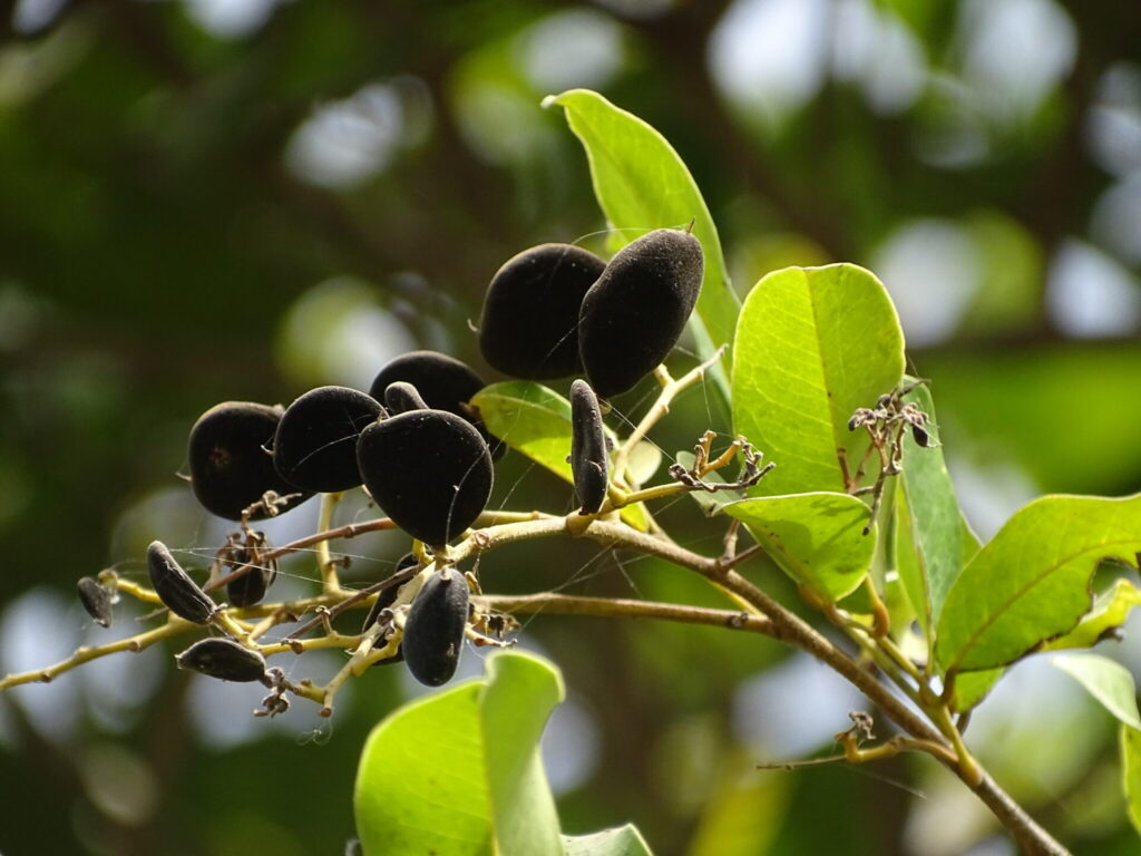 Solom ou Dialium guineense