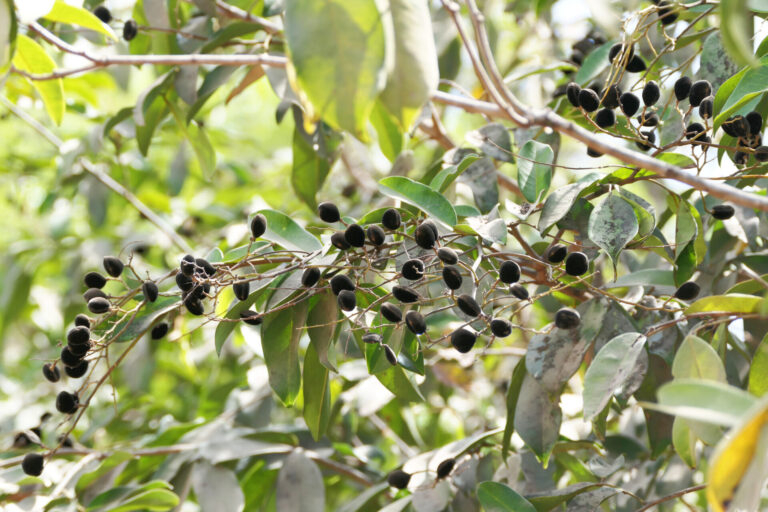 Le « Solom » : Bienfaits, Méthodes d'Utilisation et Comparaison avec le Moringa