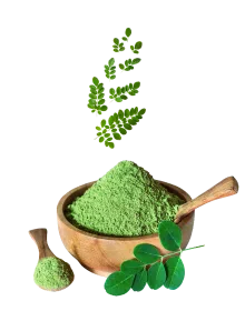 Moringa naturel ingrédient clé des compléments Gaianutri