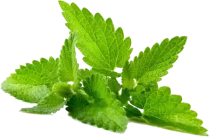 Accueil - Des Gummies au Moringa pour le Bien-être